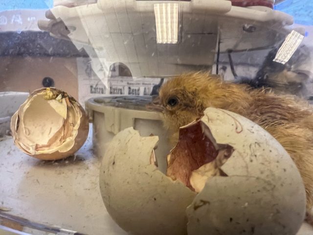 freshly hatched chick