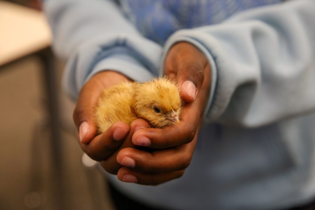 Baby Chick in Hand