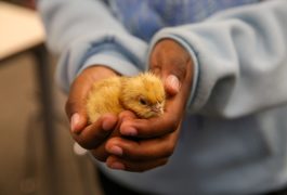 Baby Chick in Hand
