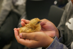 Northpoint-3rd-Grade-Baby-Chickens-5-20-25-120
