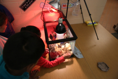Northpoint-3rd-Grade-Baby-Chickens-5-20-25-159