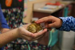 Northpoint-3rd-Grade-Baby-Chickens-5-20-25-176