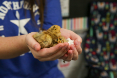 Northpoint-3rd-Grade-Baby-Chickens-5-20-25-182