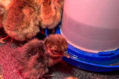 Northpoint-3rd-Grade-Baby-Chickens-5-20-25-28