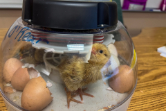 Northpoint-3rd-Grade-Baby-Chickens-5-20-25-4