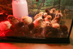 Northpoint-3rd-Grade-Baby-Chickens-5-20-25-48