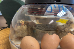 Northpoint-3rd-Grade-Baby-Chickens-5-20-25-6
