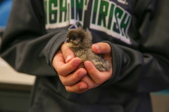 Northpoint-3rd-Grade-Baby-Chickens-5-20-25-96